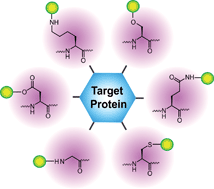 Graphical abstract: Site specific protein labeling by enzymatic posttranslational modification