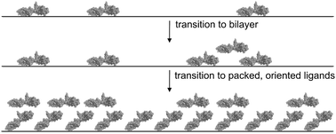 Graphical abstract: Orientation and surface coverage of adsorbed fibronectin cell binding domains and bound integrin α5β1 receptors