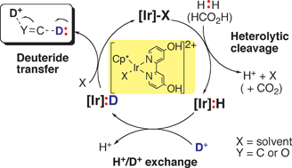Graphical abstract: Catalytic (transfer) deuterogenation in D2O as deuterium source with H2 and HCO2H as electron sources