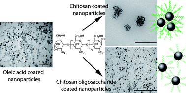 Graphical abstract: Water dispersible iron oxide nanoparticles coated with covalently linked chitosan