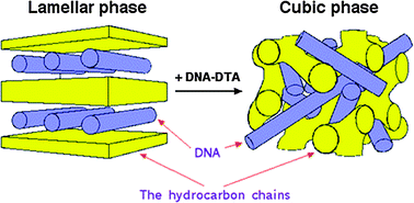 Graphical abstract: A cubic DNA-lipid complex