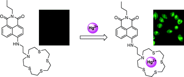 Graphical abstract: A thioether-rich crown-based highly selective fluorescent sensor for Hg2+ and Ag+ in aqueous solution