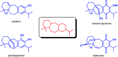 Graphical abstract: Structure, biosynthetic relationships and chemical synthesis of the icetexane diterpenoids