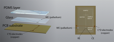 Graphical abstract: Dual contactless conductivity and amperometric detection on hybrid PDMS/glass electrophoresis microchips