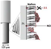 Graphical abstract: Nitric oxide monitoring in brain extracellular fluid: characterisation of Nafion®-modified Pt electrodes in vitro and in vivo