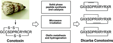 Graphical abstract: Regioselective formation of interlocked dicarba bridges in naturally occurring cyclic peptide toxins using olefin metathesis