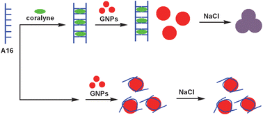 Graphical abstract: Colorimetric recognition of the coralyne–poly(dA) interaction using unmodified gold nanoparticle probes, and further detection of coralyne based upon this recognition system