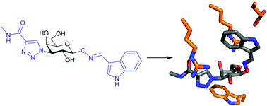 Graphical abstract: Fragment-based development of triazole-substituted O-galactosyl aldoximes with fragment-induced affinity and selectivity for galectin-3