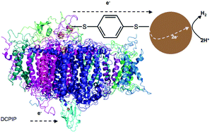 Graphical abstract: Maximizing H2 production in Photosystem I/dithiol molecular wire/platinum nanoparticle bioconjugates