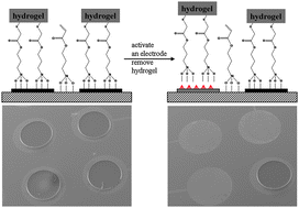 Graphical abstract: On-cue detachment of hydrogels and cells from optically transparent electrodes