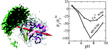 Graphical abstract: Association and electrostatic steering of α-lactalbumin–lysozyme heterodimers
