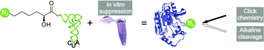 Graphical abstract: Simultaneous and site-directed incorporation of an ester linkage and an azide group into a polypeptide by in vitro translation