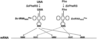 Graphical abstract: Incorporation of unnatural amino acids for synthetic biology