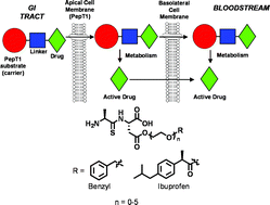 Graphical abstract: The in vitrotransport of model thiodipeptide prodrugs designed to target the intestinal oligopeptide transporter, PepT1