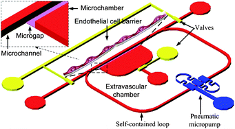 Graphical abstract: Integrated microfluidic chip for endothelial cells culture and analysis exposed to a pulsatile and oscillatory shear stress