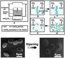 Graphical abstract: Growth of calcium carbonate mediated by slowly released alginate