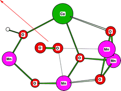 Graphical abstract: Water oxidation in photosystem II: oxygen release, proton release and the effect of chloride