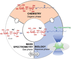 Graphical abstract: N-Hexyl-4-aminobutyl glycosides for investigating structures and biological functions of carbohydrates