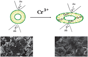 Graphical abstract: Development of a chromium speciation probe based on morphology-dependent aggregation of polymerized vesicle-functionalized gold nanoparticles