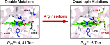 Graphical abstract: The role of an amino acid triad at the entrance of the heme pocket in human serum albumin for O2 and CO binding to iron protoporphyrin IX