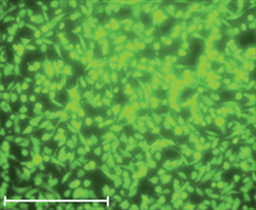 Graphical abstract: Conducting bio-materials based on gellan gum hydrogels