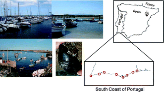 Graphical abstract: A multibiomarker approach in Mytilus galloprovincialis to assess environmental quality