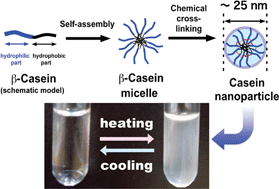 Graphical abstract: Stimuli-responsive nanoparticles composed of naturally occurring amphiphilic proteins