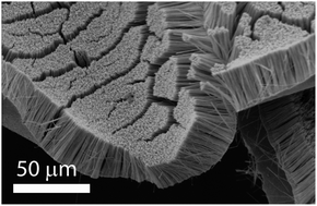 Graphical abstract: On the superhydrophobic properties of nickel nanocarpets