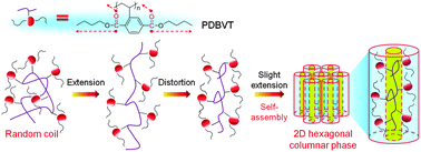 Graphical abstract: Supramolecular self-assembly nature of a novel thermotropic liquid crystalline polymer containing no conventional mesogens