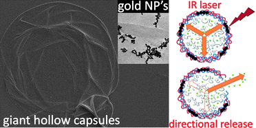 Graphical abstract: Direction specific release from giant microgel-templated polyelectrolyte microcontainers