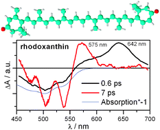 Graphical abstract: Effect of carotenoid structure on excited-state dynamics of carbonyl carotenoids