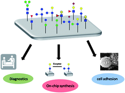 Graphical abstract: Chemo-enzymatic synthesis and functional analysis of natural and modified glycostructures