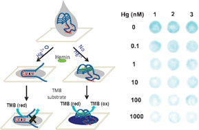 Graphical abstract: Membrane blotting for rapid detection of mercury(ii) in water