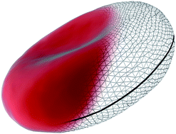 Graphical abstract: Red blood cell thermal fluctuations: comparison between experiment and molecular dynamics simulations