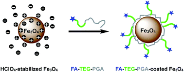 Graphical abstract: Superparamagnetic iron oxide nanoparticles coated with a folate-conjugated polymer