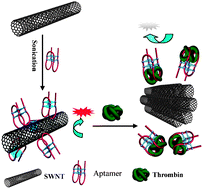 Graphical abstract: A novel near-infrared protein assay based on the dissolution and aggregation of aptamer-wrapped single-walled carbon nanotubes