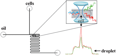 Graphical abstract: Identification of rare progenitor cells from human periosteal tissue using droplet microfluidics