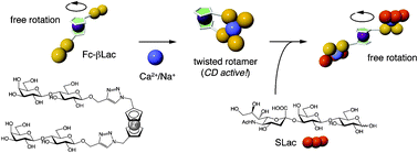 Graphical abstract: Ferrocenes with two carbohydrate appendages at the upper and lower rings are useful for investigating carbohydrate–carbohydrate interactions