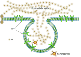 Graphical abstract: Therapeutic applications of hyaluronan