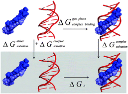 Graphical abstract: A detailed binding free energy study of 2 : 1 ligand–DNA complex formation by experiment and simulation