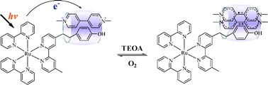 Graphical abstract: Unusual partner radical trimer formation in a host complex of cucurbit[8]uril, ruthenium(ii) tris-bipyridine linked phenol and methyl viologen