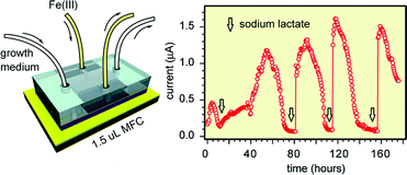 Graphical abstract: A 1.5 µL microbial fuel cell for on-chip bioelectricity generation