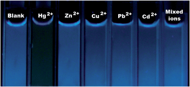 Graphical abstract: Fluorescence detection of mercury ions in aqueous media with the complex of a cationic oligopyrene derivative and oligothymine