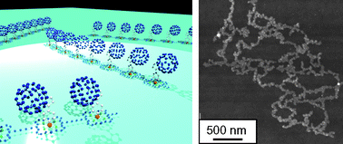 Graphical abstract: A photo-responsive molecular wire composed of a porphyrin polymer and a fullerene derivative