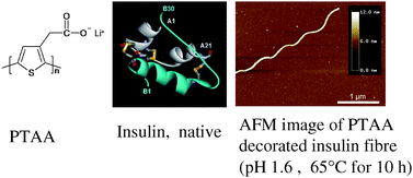 Graphical abstract: Biomolecular nanowires decorated by organic electronic polymers