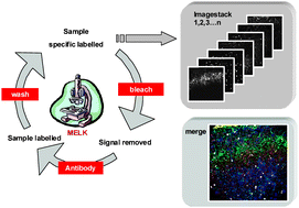 Graphical abstract: Toponomics: studying protein–protein interactions and protein networks in intact tissue