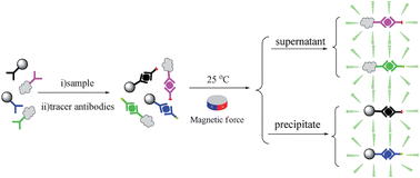 Graphical abstract: Homogeneous temperature- and substrate-resolved technology for a chemiluminescence multianalyte immunoassay