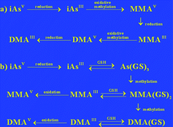 Graphical abstract: Speciation, formation, stability and analytical challenges of human arsenic metabolites