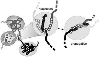 Graphical abstract: Kinetics of network formation by telechelic polypeptides with trimeric nodes