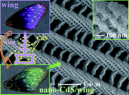 Graphical abstract: Butterfly wings as natural photonic crystal scaffolds for controllable assembly of CdS nanoparticles